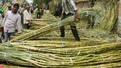 UP govt proposes hike in sugarcane SAP