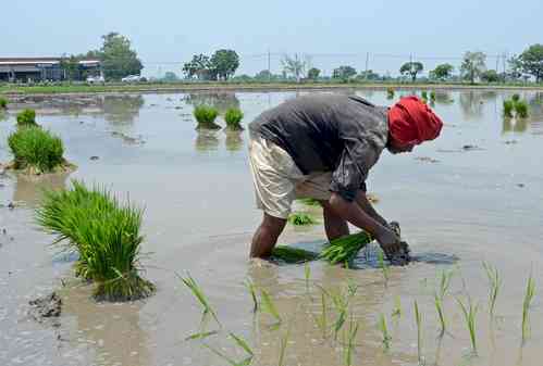 Haryana push to pull farmers out of paddy-wheat cycle, save water