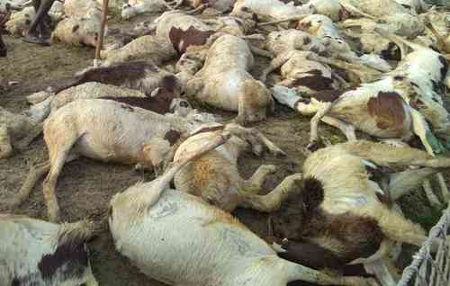 40 sheep & goats perish in lightning strike in J&K’s Ramban