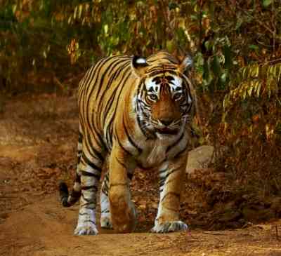 TN Forest Dept for annual monitoring of tiger population in Nilgiris after 10 big cats die in a month