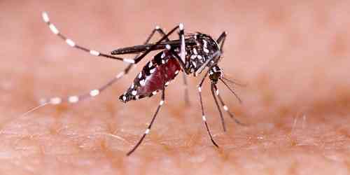 Bengal: Alarming rise in dengue cases; over 26K people affected