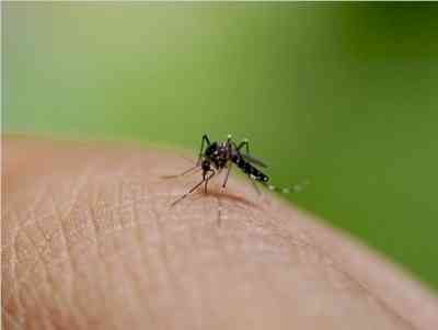 Dengue cases rise in Bihar