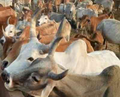 444 incidents of cow smuggling in 34 months