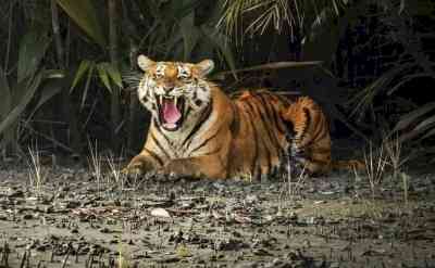 Now victims of tiger attacks in 'core areas' of Sunderbans will be eligible for compensation