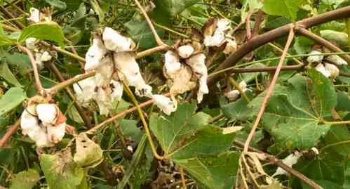 Haryana starts portal for cotton crop loss