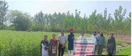 Field Day on Sesame organised by KVK, Ropar