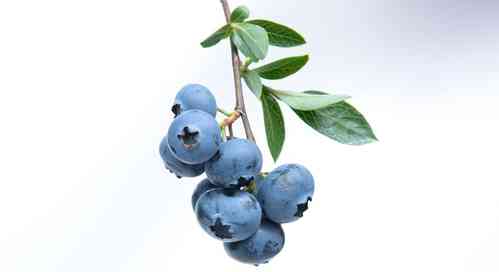 Blueberries: The antioxidant powerhouse for brain health