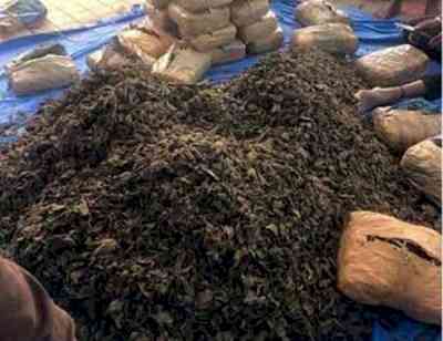 Delhi Police busts drug trafficking ring, seizes 45 kgs of marijuana