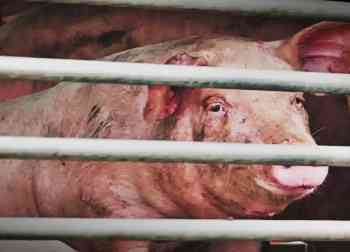 Strife-torn Manipur now hit by African Swine Fever