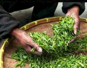 First generation learners in Alipurduar break away from traditional tea jobs