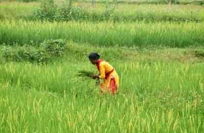 Rain spells relief in TN's Thanjavur as farmers feared withering crops