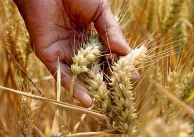 MSP on wheat increased due to govt's reserves being nearly empty: Congress