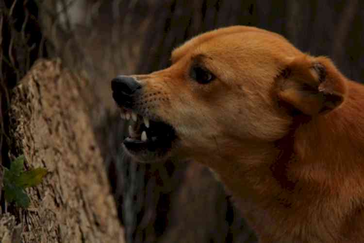 6-year-old girl attacked by strays in Lucknow 