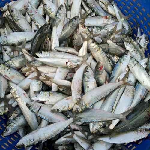 Mass fish deaths in Teesta River leave Bengal fisheries dept worried 