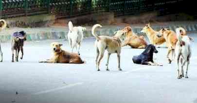From highrise societies to roads, dog attacks a daily feature in NCR towns