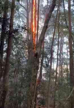 Bushfires destroy 85 structures in Australia