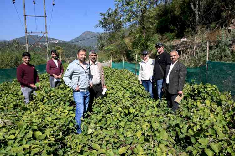 International experts visit Nauni and nearby areas to explore cooperation for kiwifruit