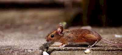 First genetically engineered mice fight Covid, like young & healthy humans