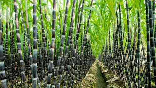 Clear dues of sugarcane growers, Punjab minister directs mill