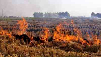 Punjab sees surge in stubble-burning cases; Haryana witnesses decline