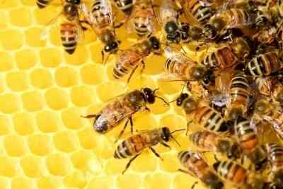 Assam man dies after attacked being attacked by bees, another injured