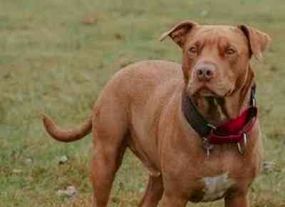 Youth, girl provoke their pet pitbull to attack neighbour, FIR lodged