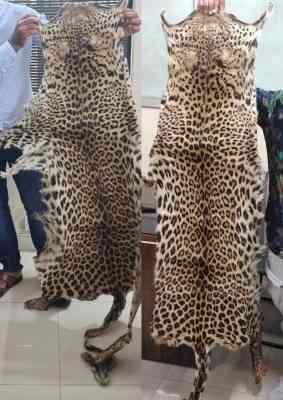 STF seizes two leopard skins, two held in Odisha