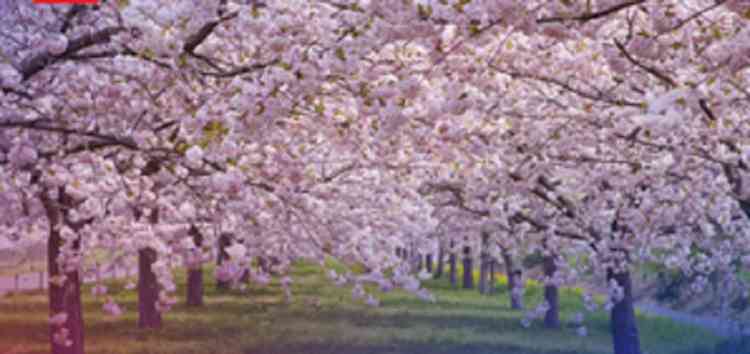 Meghalaya gears up to host 3-day ‘Cherry Blossom Festival’