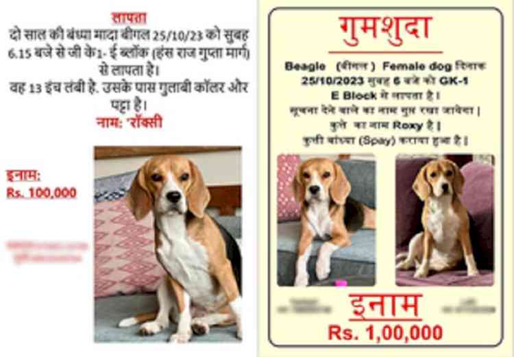 Delhi Police trace stolen dog that had Rs 1L reward for 'safe recovery'