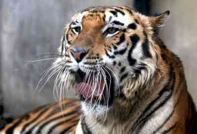Royal Bengal Tiger pair to roar in Jammu zoo