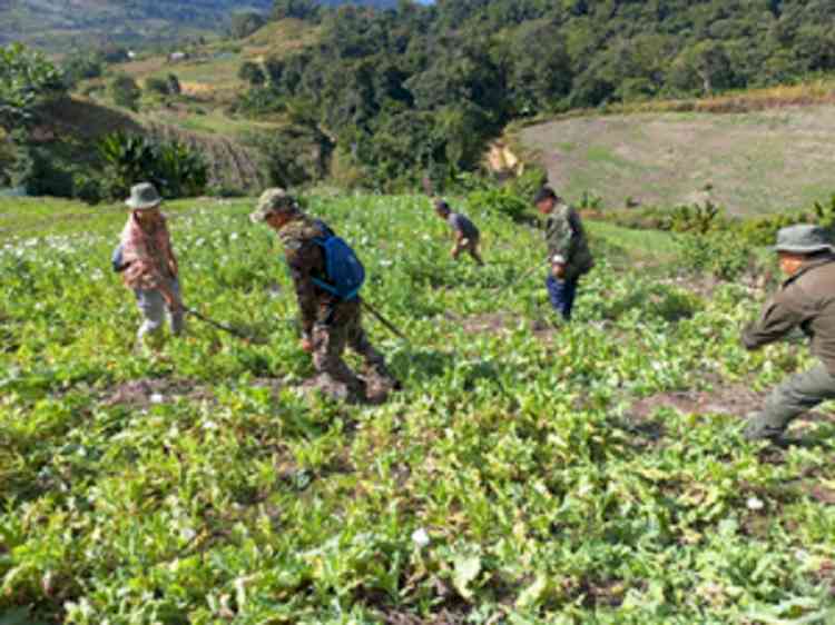 Manipur government continue to eradicate illicit poppy cultivation