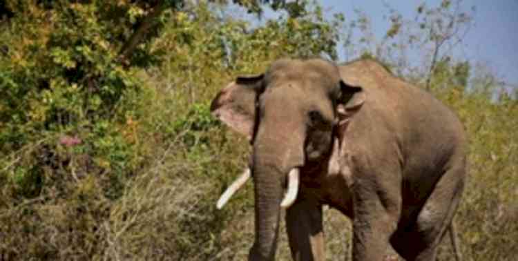 Assam: Retired Army man killed in elephant attack 