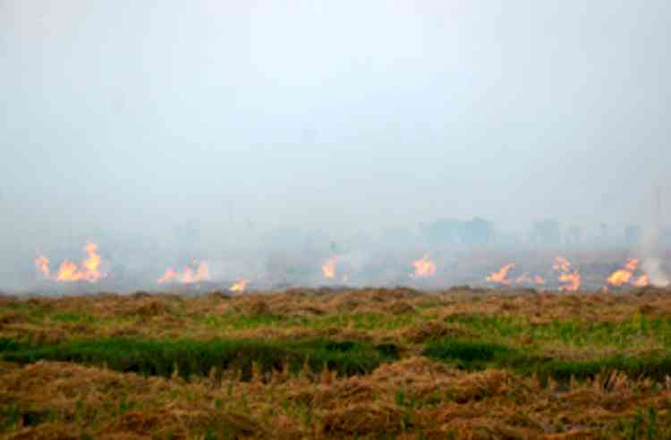 1,377 farm fires reported in Punjab in past 2 days: Special DGP