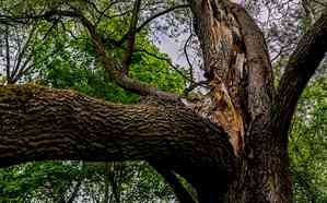 Five students, teacher injured as tree branch falls on them in Bihar school