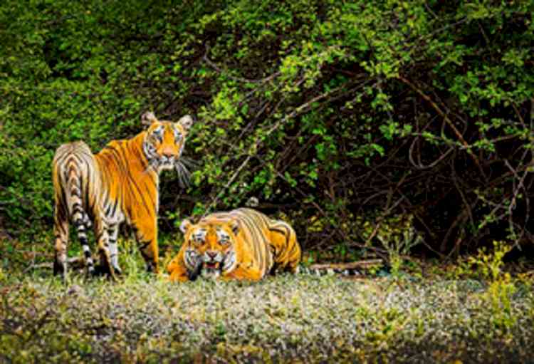Tiger census in Sunderbans starts from Nov 27
