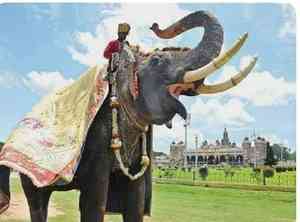 Former Golden Howdah elephant dies in wild tusker attack, K’taka CM expresses sorrow