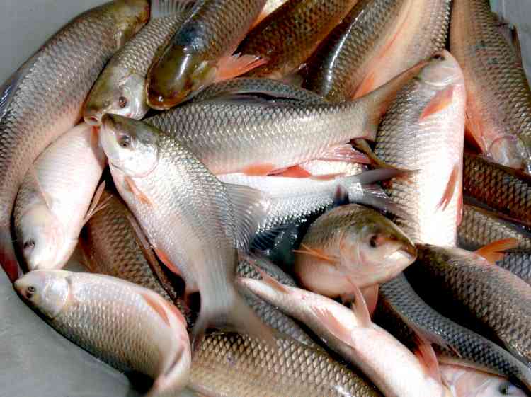 Vet Varsity Experts share Winter Care Tips for Fish Farming