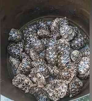BSF nabs Bangladeshi immigrant with 296 smuggled star turtles