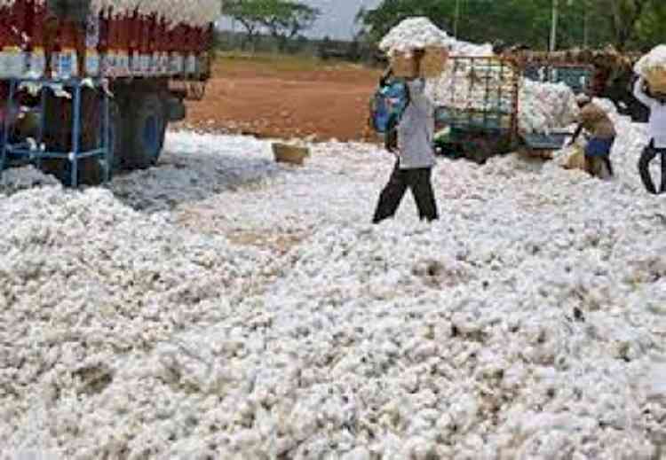 Sukhbir Badal seeks PM’s intervention in cotton procurement
