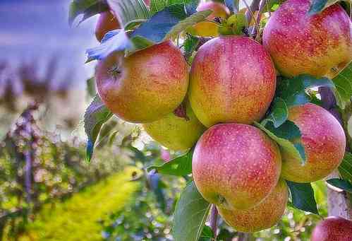 Himachal's famed apples victims of freakish weather, depleting winter snow
