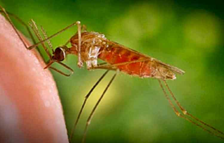 Rise in cases of black fever causes concern in Bengal