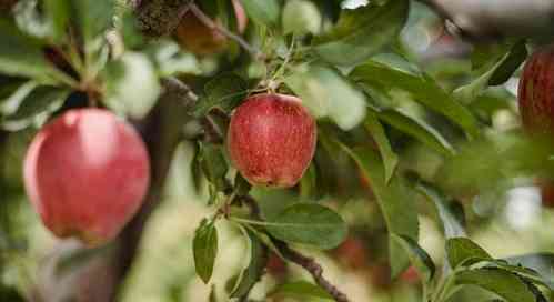 Apples placed at base of heroin-soaked layers seized in Punjab