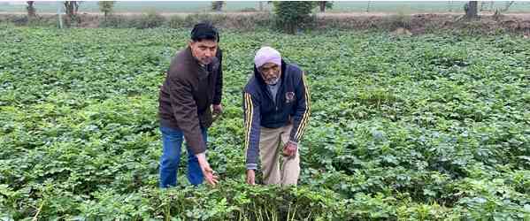FASC, Kapurthala urges farmers to opt for preventive spray against late blight in potato