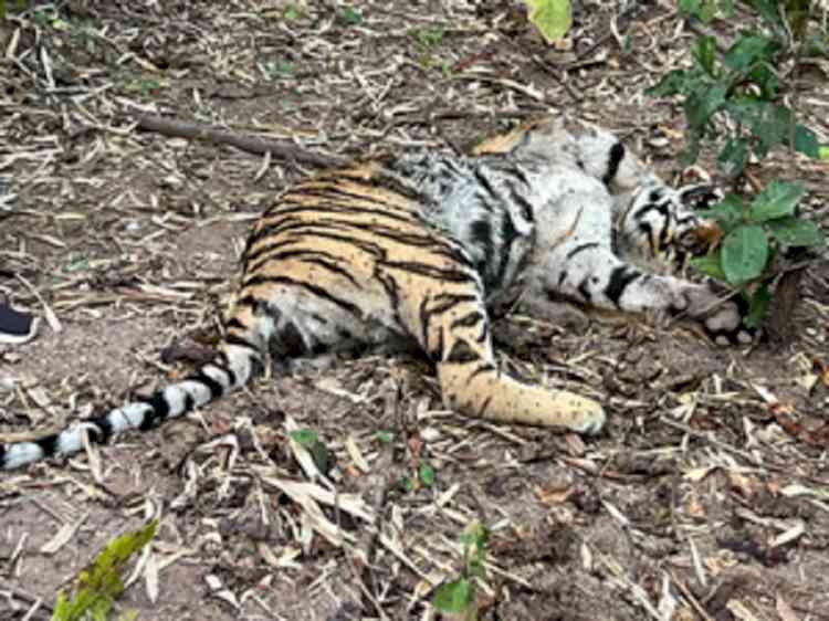 Tiger in Dudhwa died due to septicemia: Autopsy report