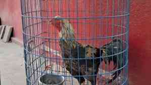 TSRTC cancels auction of rooster found on bus