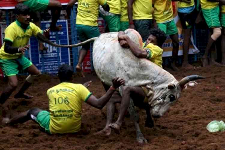 Madurai gears up for Avaniyapuram Jallikattu,1000 bulls to participate