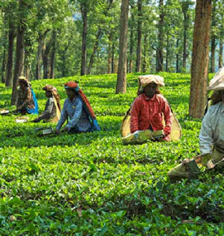 Kerala to open single window system for other use of part of plantation sector