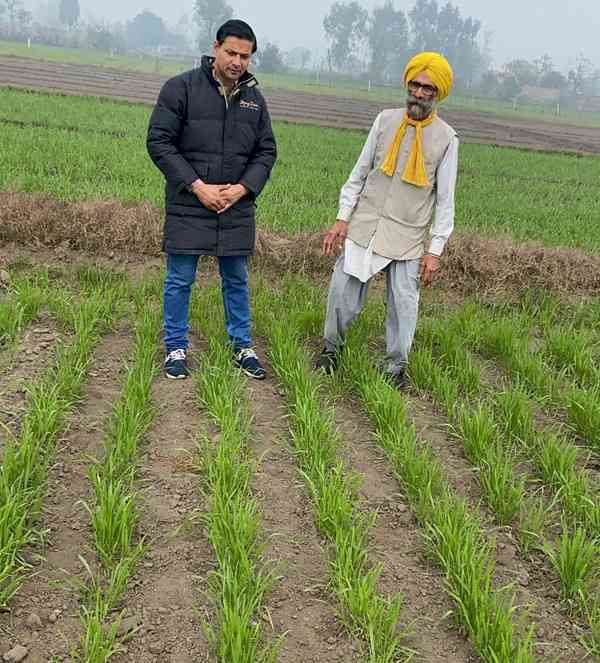 FASC Kapurthala researchers conduct comprehensive survey on impact of low temperature on rabi crops in district