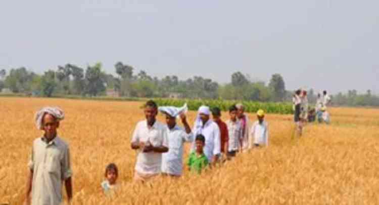 Missing MSP, awareness keep bio-fortified black wheat in the dark