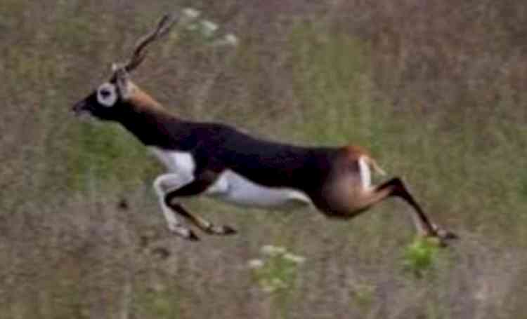 SHO in Bihar's Rohtas sacked for links with black buck poachers